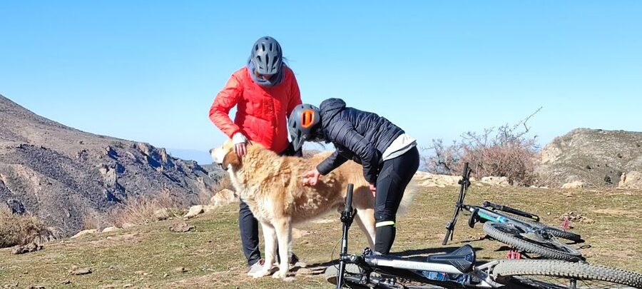 Sierra Nevada Small Group E-Bike Tour - Wildlife time: mountain goats, birds, and wild-herb smells