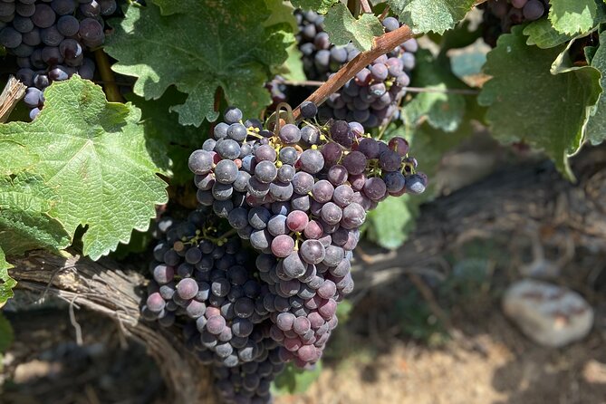 Small Group Guided E-bike Tour in Nice's Organic Vineyard - Getting started: meet near Nice’s Promenade area and learn your bike fast