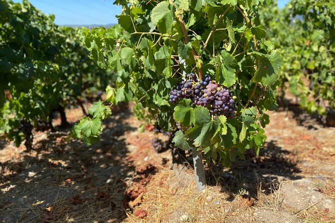 Small Group Guided E-bike Tour in Nice's Organic Vineyard - Price and value: what $119.77 buys you (and why it can feel worth it)