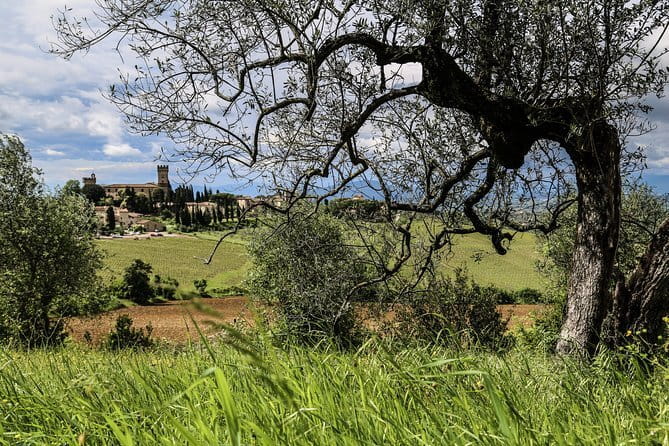 Tuscany E-Bike Tour: from Florence to Chianti with lunch and tastings - Stop 3: Diadema Wine & EVO for Olive Oil Tour and Tasting