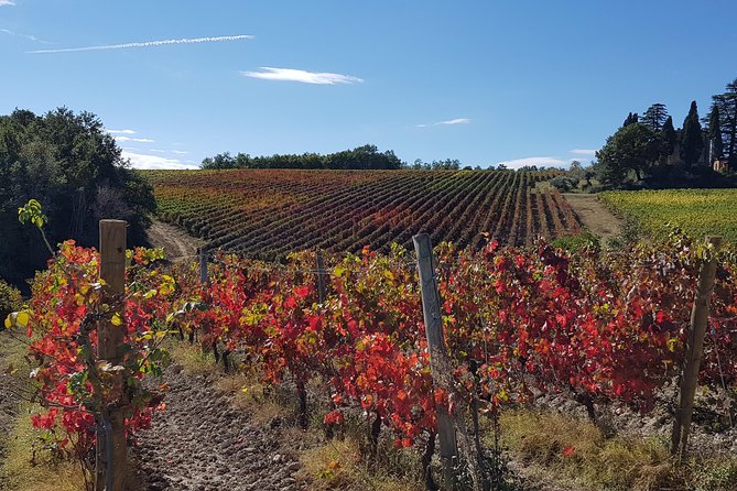 Umbria E-Bike & Wine Tour through Vineyards and Olive Groves - Price and value: what $205.16 buys you in real terms