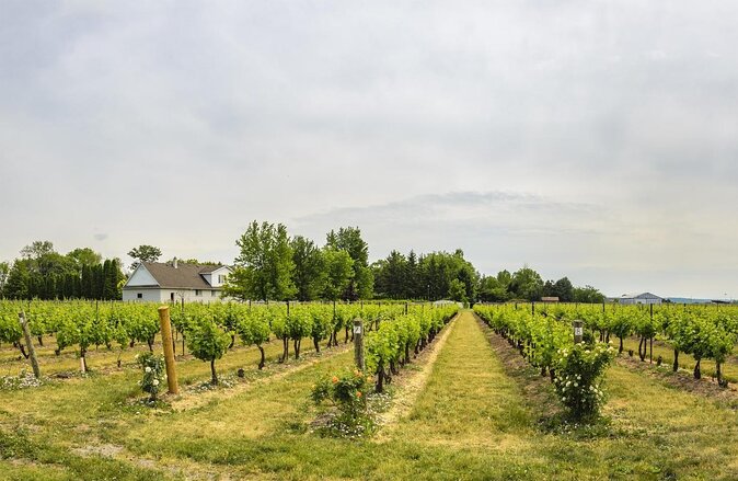 Vine and Dine Bicycle Wine Tour with Lunch - Key points to know before you ride